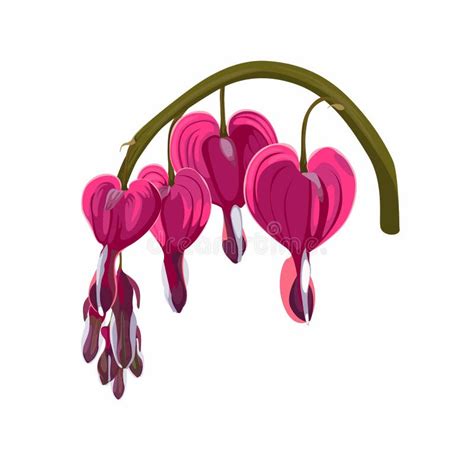 How To Draw A Bleeding Heart Flower Really Easy Drawing Tutorial