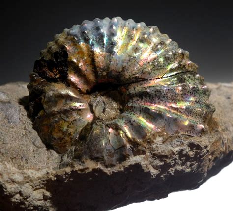 Rare Colorful Iridescent Ammonite Discoscaphites Fossil From The Fox