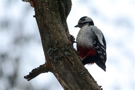 Большой пёстрый дятел Dendrocopos major Yuriy Kuz menok Flickr