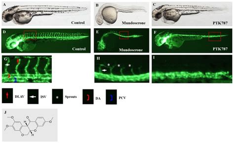 Identification Of Mundoserone By Zebrafish In Vivo Screening As A