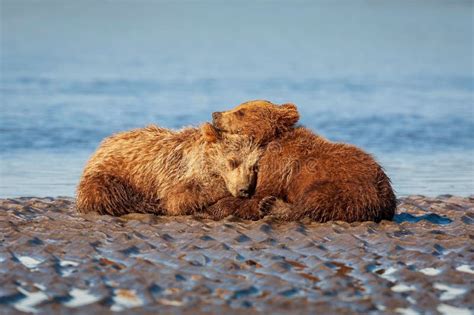 Closeup Shot Of Alaska Brown Bears Hugging Each Other Stock Image