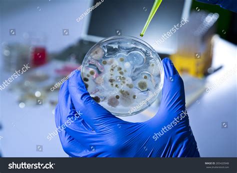 Petri Dish With Bacteria In Chemical Lab Stock Photo 205420948 ...