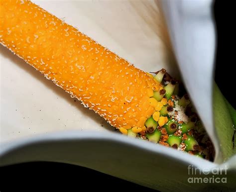 Calla Lily Stamen Macro Photograph By Kaye Menner Fine Art America