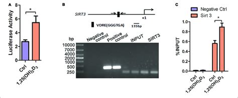 The Binding Of VDR To The VDRE In The Promoter Region Of Sirt3