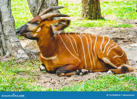 Wilde Antilope Bongos Im Zoo In Phu Quoc Vietnam Bei Tageslicht