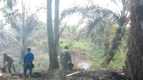 Lahan Sawit Di Pasaman Barat Terbakar Penyebabnya Puntung Rokok