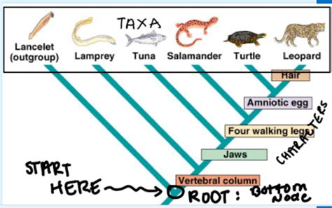 Vertebrate Biology Test One Flashcards Quizlet