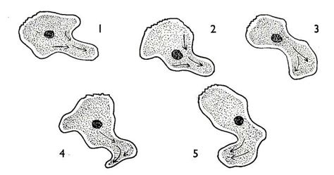 Amoebas Move By