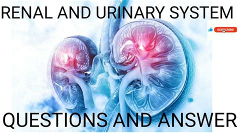 Renal And Urinary System Questions And Answer For Nurses