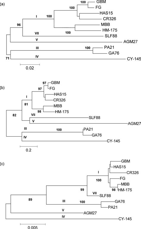 Phylogenetic Trees Using All Available P1 Genome Region Sequences A