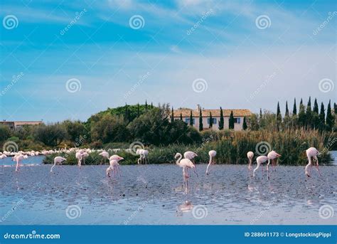 Pink Flamingos In The Regional Park Of The Camargue Stock Image