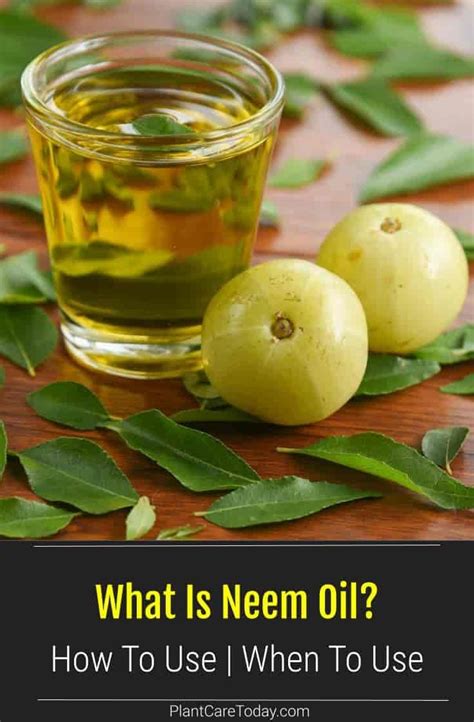 What Is Neem Oil How To Use And When To Use Neem Oil Recipes Neem Oil Neem