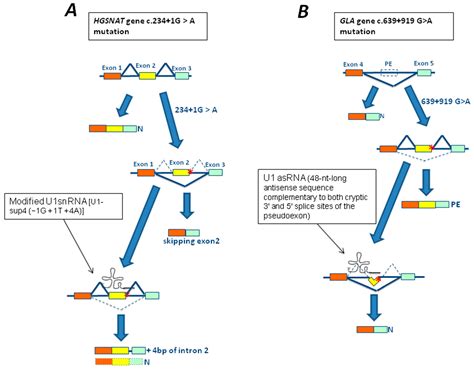 Genes Free Full Text Impact Characterization And Rescue Of Pre