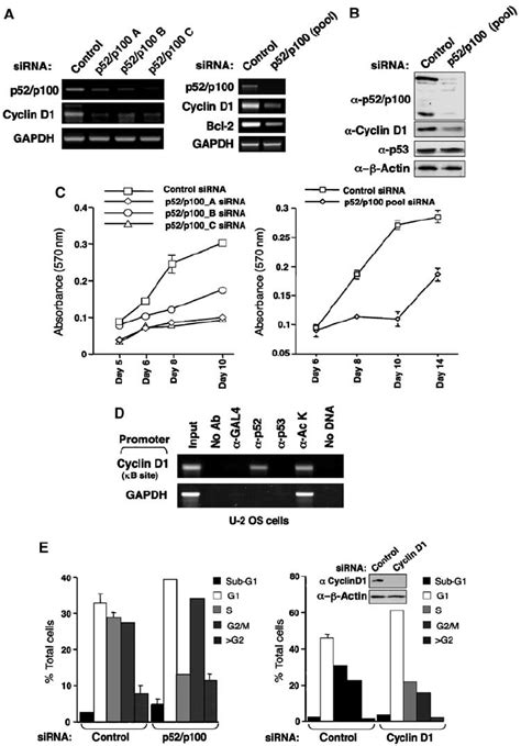 Regulation Of Cyclin D1 Expression And Cell Proliferation By The