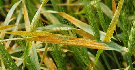 Stripe Rust Is On The Move In Wheat Syngenta Know More Grow More