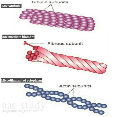 Cytoskeleton