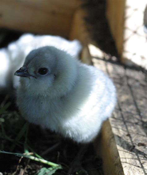 Self Blue Ameraucana Hatching Eggs