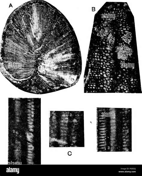 Fossil Plants For Students Of Botany And Geology Paleobotany 206