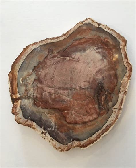 Petrified Wood Fossilized Wood Fossils Healing Gemstones