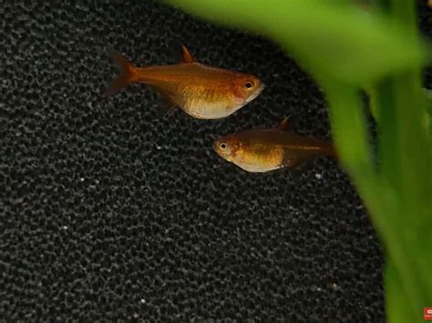 Pregnant Neon Tetra Eggs