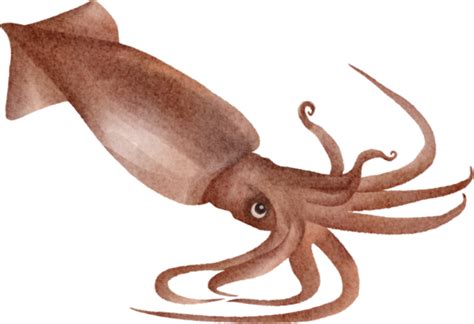 Squid Pngs For Free Download