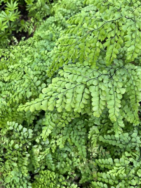 Adiantum venustum - Xera Plants