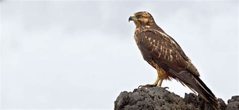 The Galápagos Hawk | Critter Science