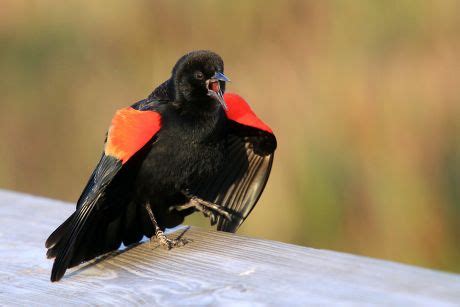 Redwinged Blackbird Agelaius Phoeniceus Adult Male Editorial Stock