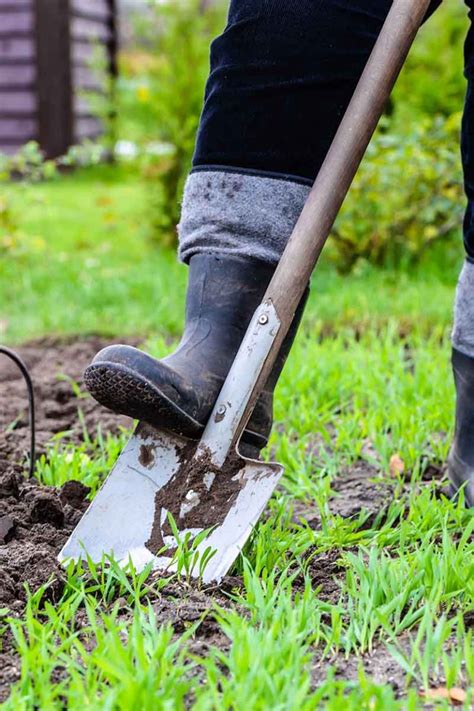 How To Identify And Control Garlic Pests Gardeners Path