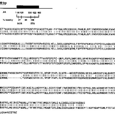 Comparison Of Human And Murine TEL Proteins Top Schematic Description