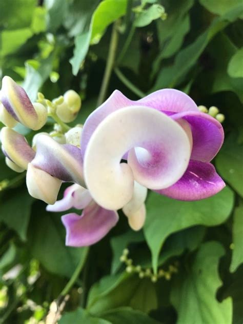 Snail Vine Care Growing Information For Vigna Caracalla Snail Vine