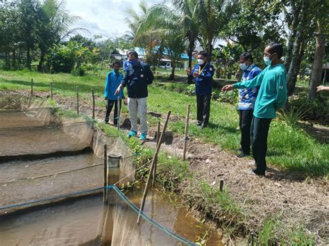 Pemprov Kalteng Dan Pemkab Pulpis Bangun Kampung Budidaya Ikan Papuyu