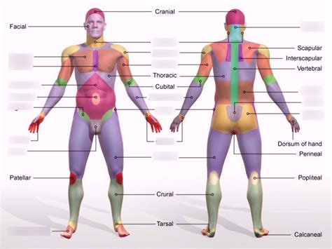 Body Regions Diagram Diagram Quizlet