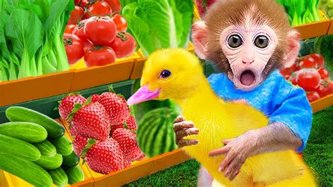 Farmers Baby Monkey Bi Bon Take Care Ducklings And Eats Of Fruits And