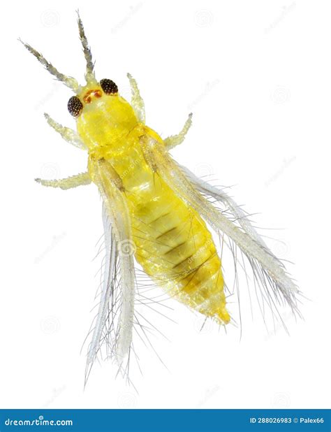 Chilli Thrips Or Yellow Tea Thrips Scirtothrips Dorsalis Stock Image