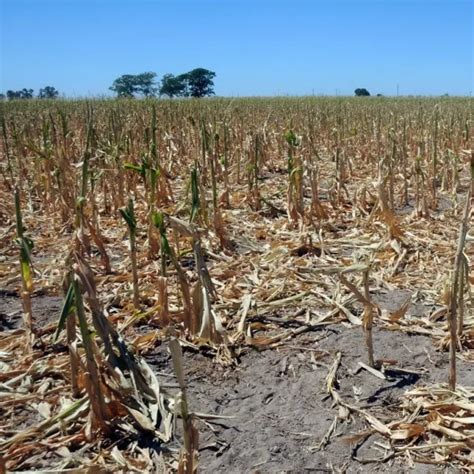 Declaran emergencia agropecuaria en Tucumán por la sequía Filo News