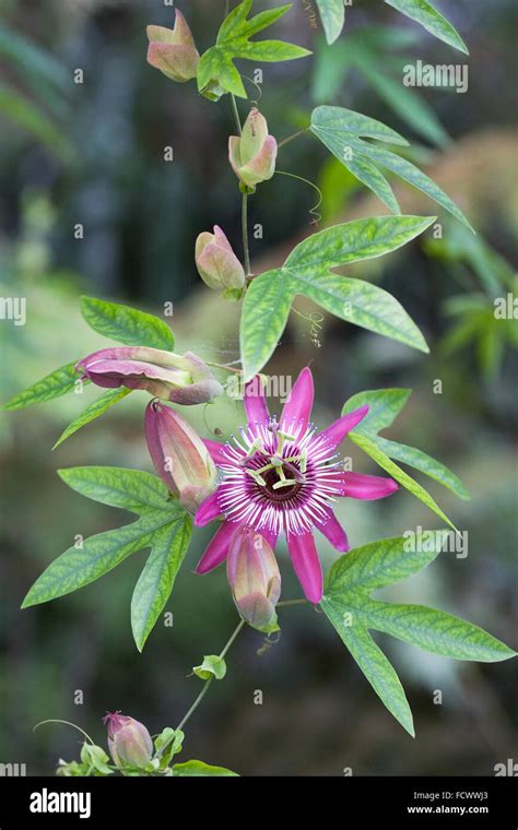 Passiflora x violacea fotografías e imágenes de alta resolución Alamy