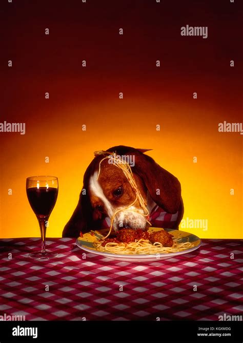 Dog Eating Spaghetti Stock Photo - Alamy