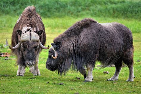 Musk Oxen at Alaska Wildlife Conservation Center in Portage, Alaska ...