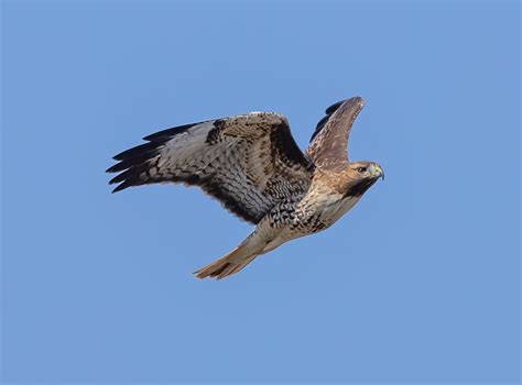 Fz A Red Tail Hawk Flight Pics Gerhard Crous Flickr