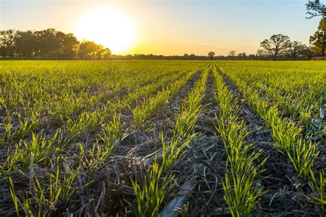 Trecerea La Agricultura Sustenabil Care S Hr Neasc Ntreaga Planet