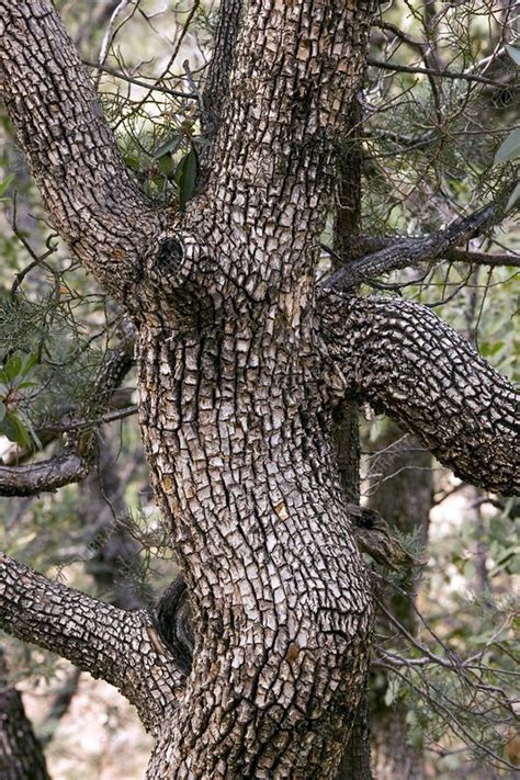 Alligator Juniper Juniperus Deppeana Stock Image C0035048