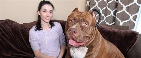 175-Pound Pit Bull Hulk Shatters Misconceptions About the Breed - ABC News