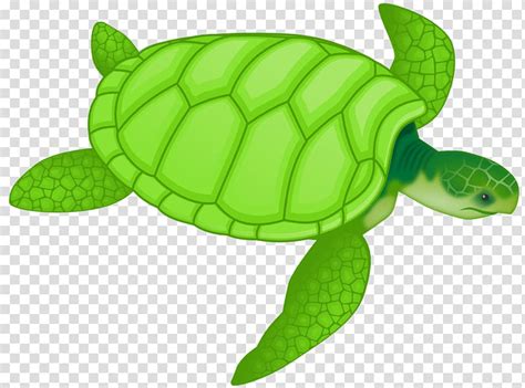 Free download | Green sea turtle Drawing , Free Turtle transparent ...