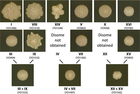 Bacterial Colony Morphology Chart