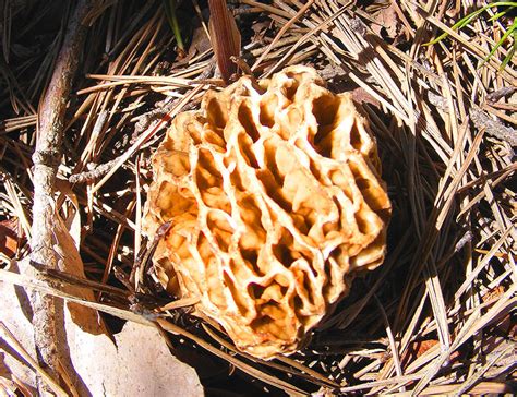 How To Grow Morel Mushrooms Expert Tips And Techniques