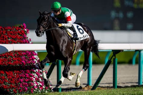 【新馬阪神5r】超良血馬のヴァーダイトがデビューv！ 競馬ニュースなら「競馬のおはなし」