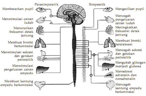 Sistem Saraf Otonom Adalah Homecare24