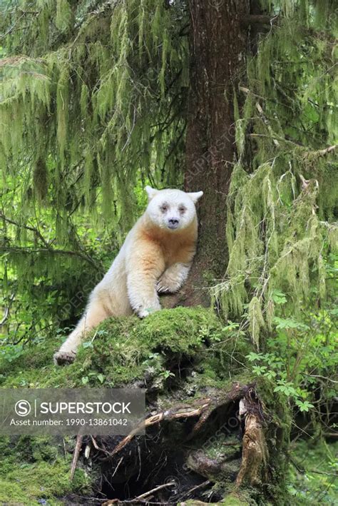 Spirit bear in the Great Bear Rainforest - SuperStock