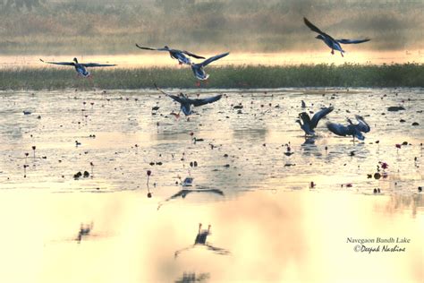 Navegaon National Park, India Photos